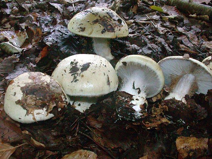 Cortinarius amoenolens