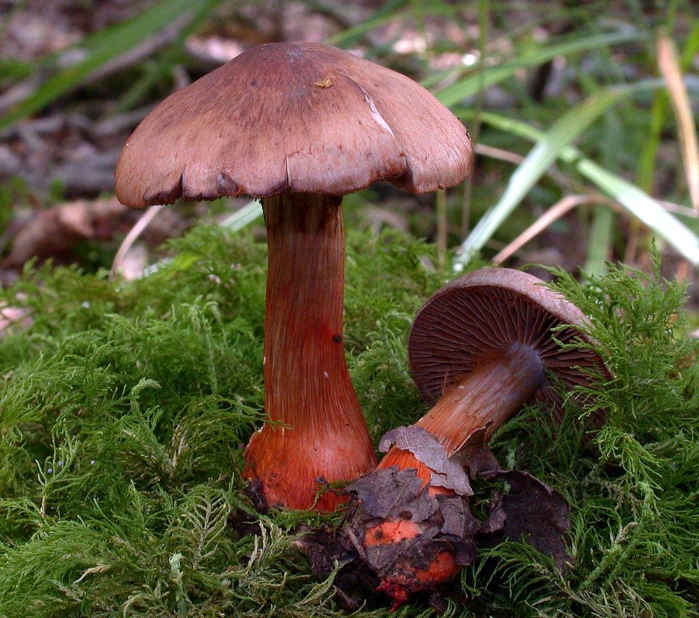 Cortinarius bulliardii