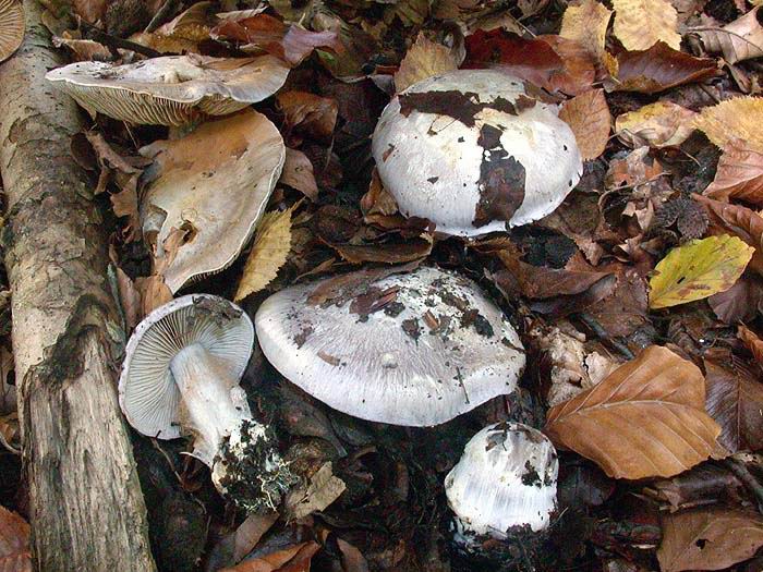 Cortinarius caerulescens