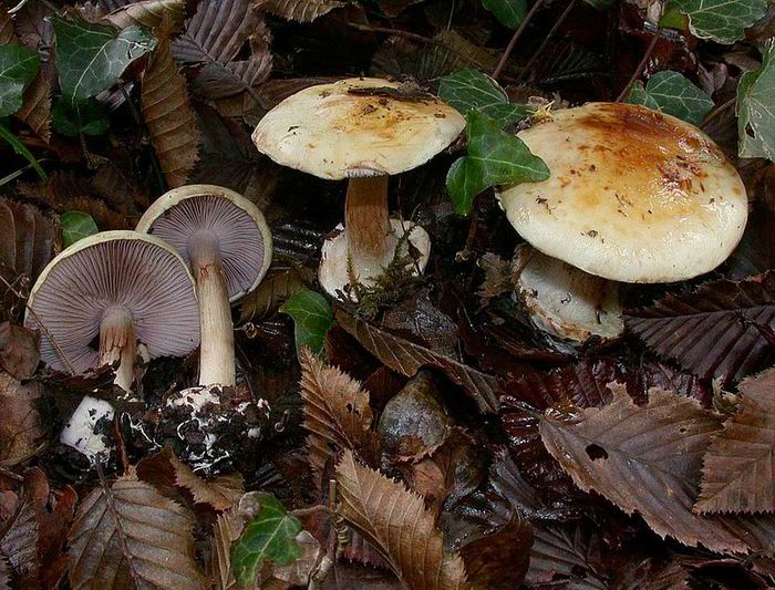 Cortinarius calochrous v parvus