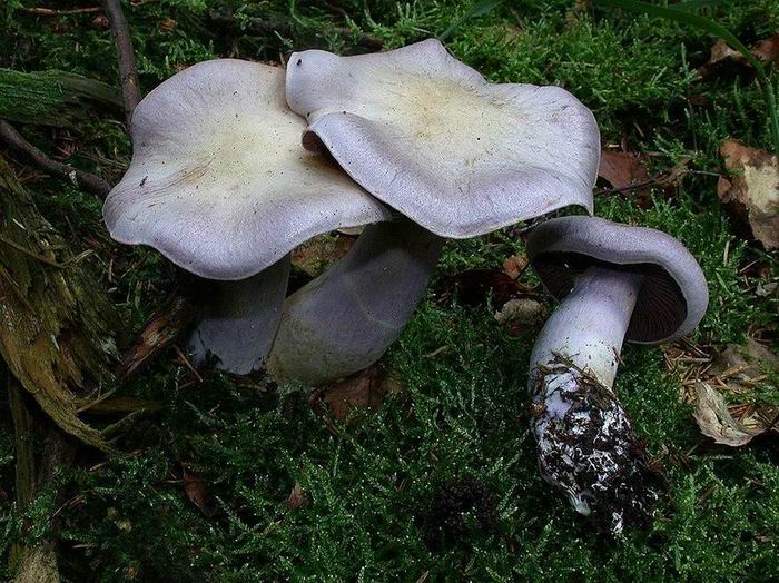 Cortinarius camphoratus