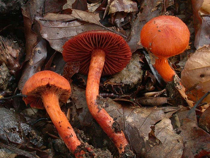 Cortinarius cinnabarinus