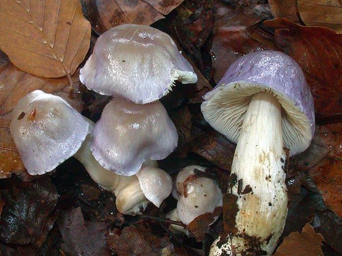 Cortinarius croceocaeruleus