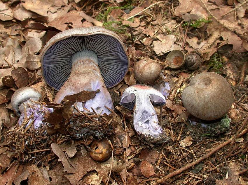 Cortinarius cyanites