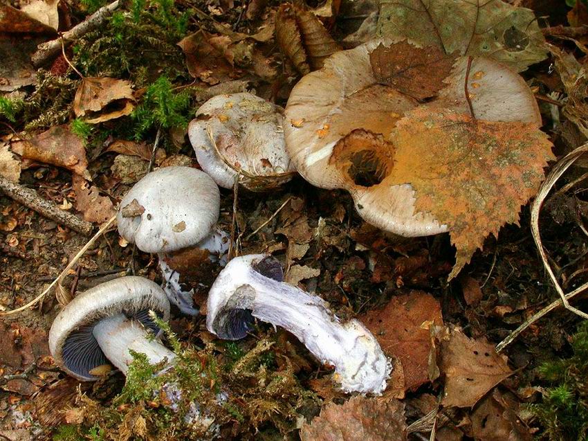 Cortinarius cyanites