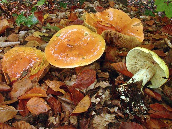 Cortinarius elegantissimus