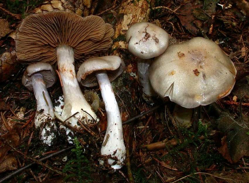 Cortinarius emunctus