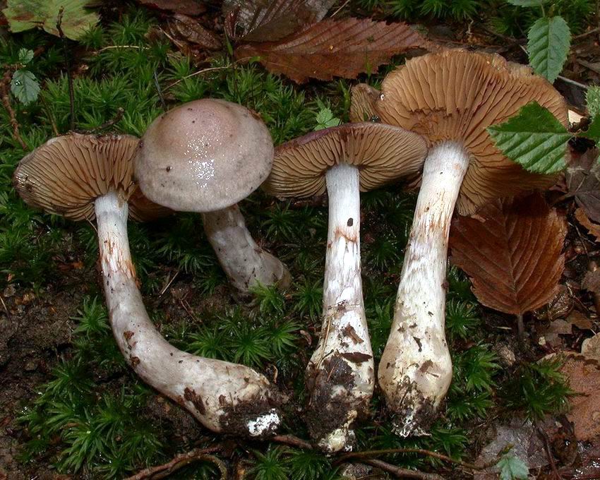 Cortinarius emunctus