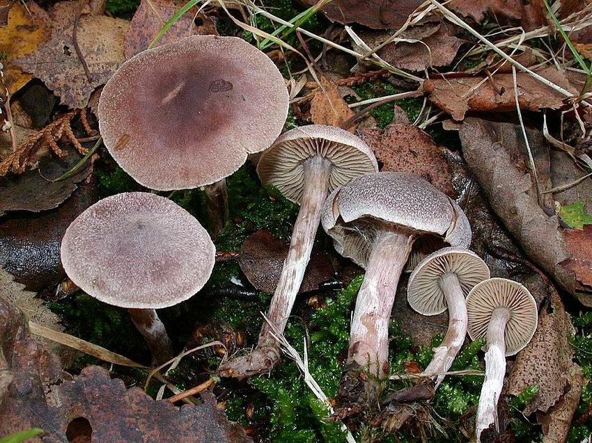 Cortinarius hemitrichus