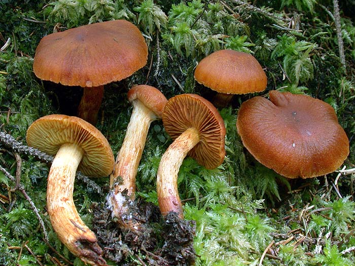 Cortinarius limonius