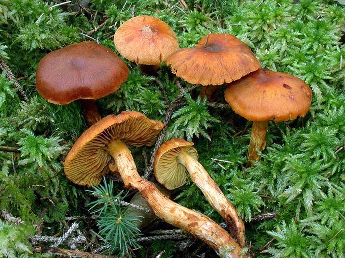 Cortinarius limonius