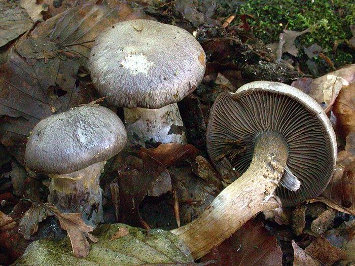 Cortinarius obscurocyaneus