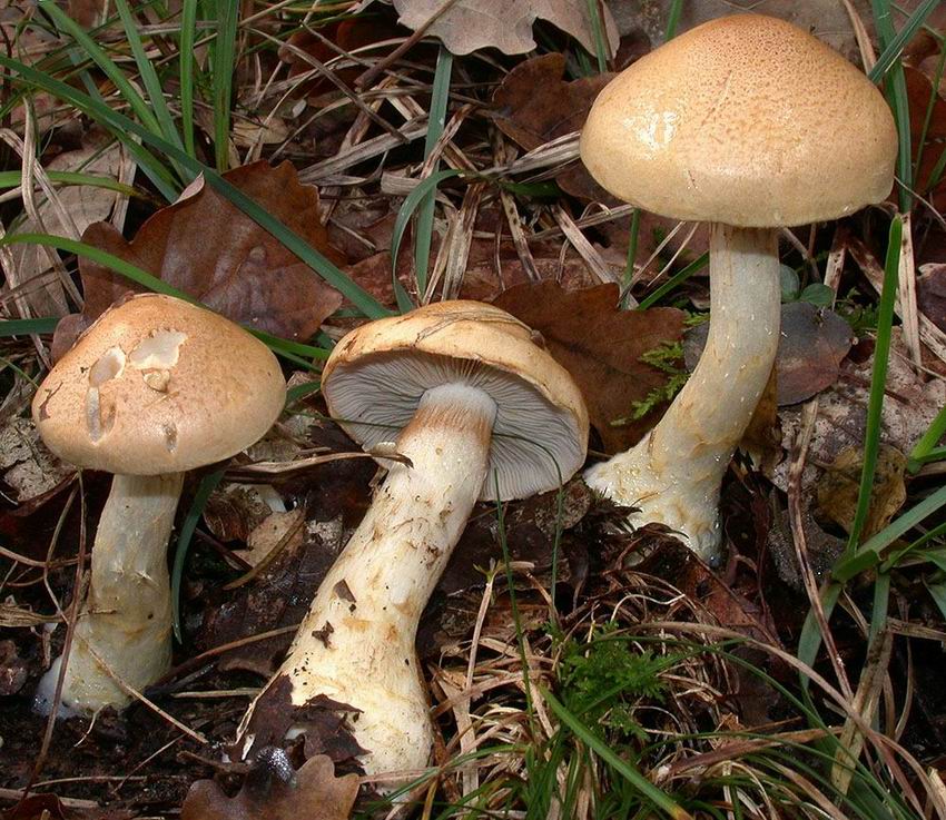 Cortinarius olidus