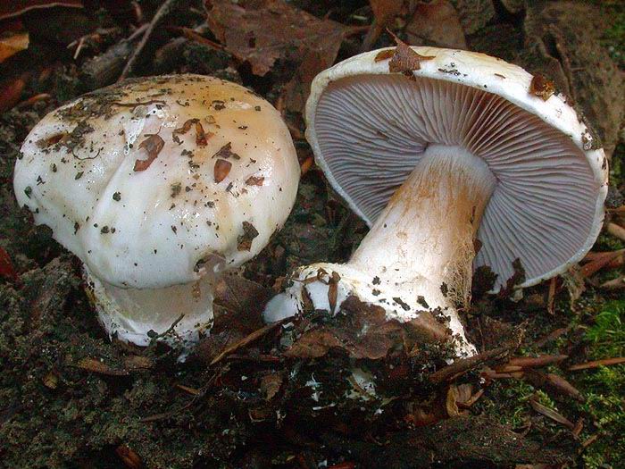 Cortinarius nymphaecolor