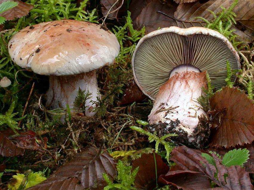 Cortinarius rufoolivaceus