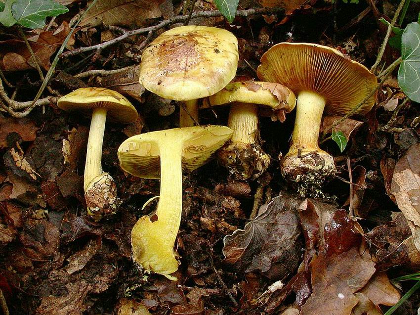 Cortinarius splendens