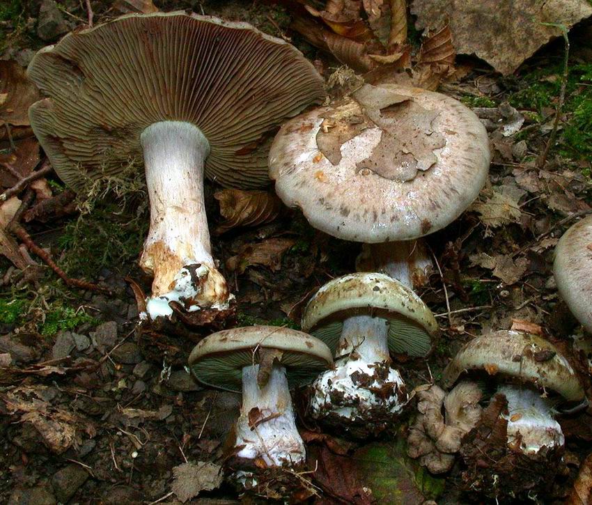 Cortinarius subvirentophyllus