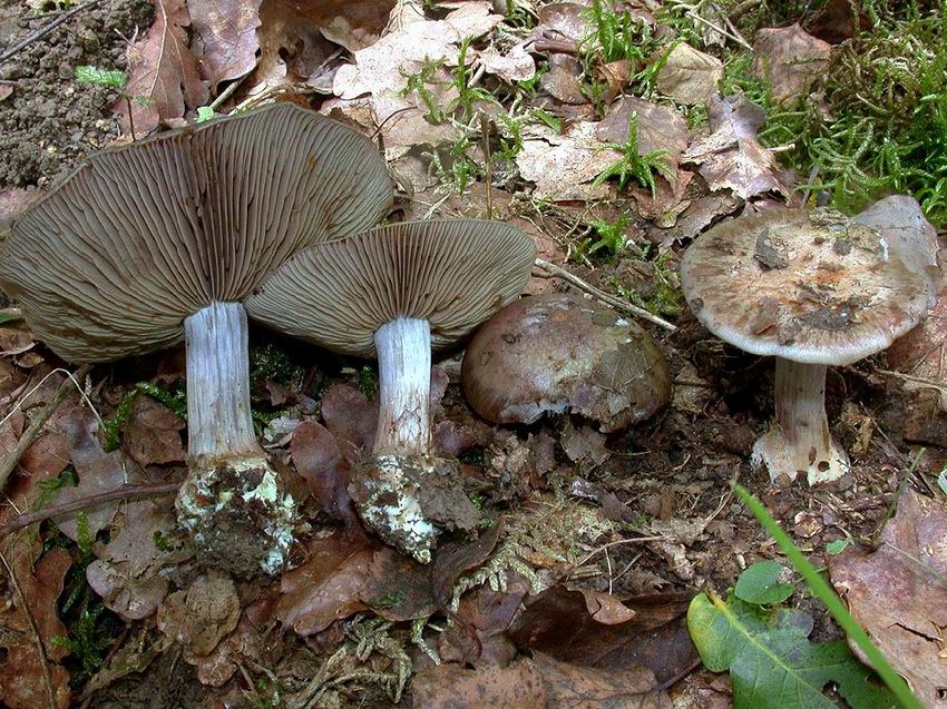 Cortinarius subvirentophyllus