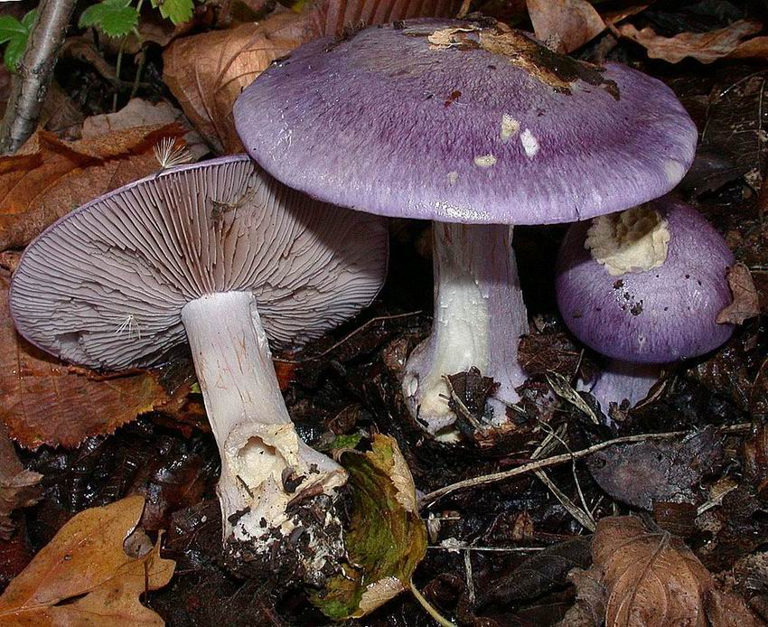 Cortinarius terpsichores