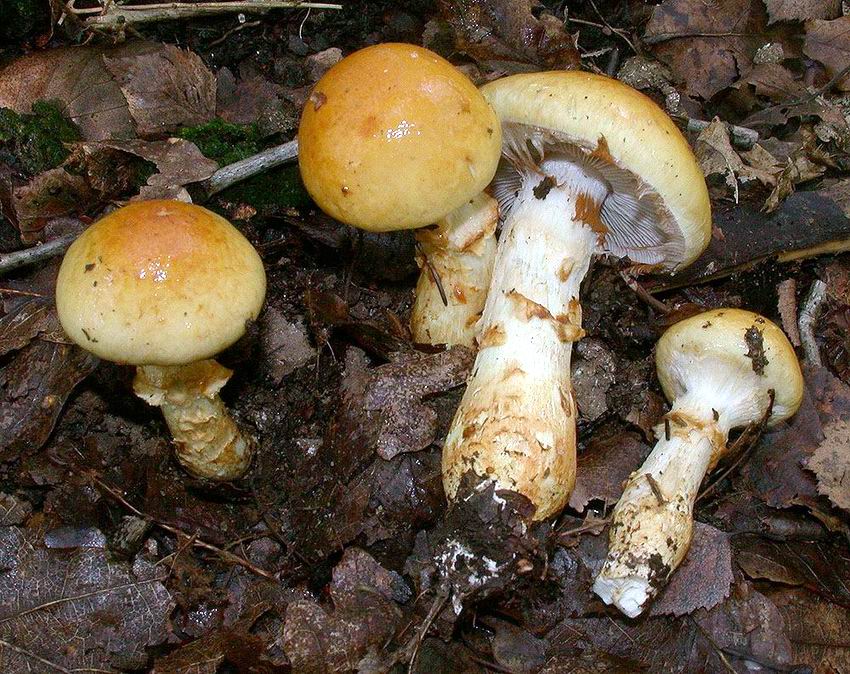 Cortinarius triumphans