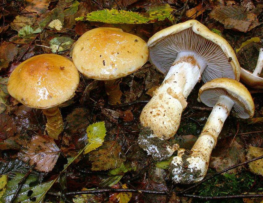 Cortinarius triumphans