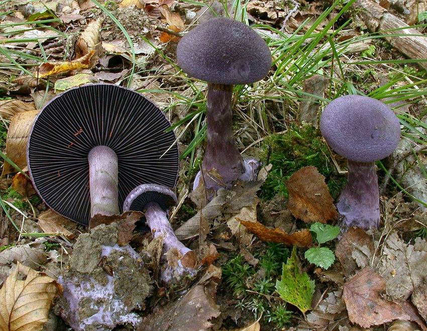 Cortinarius violaceus