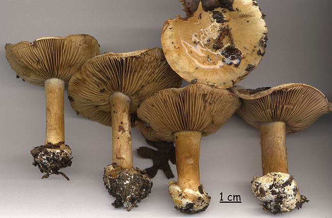 Cortinarius rapaceus