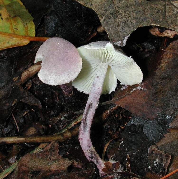 Cystolepiota bucknalii