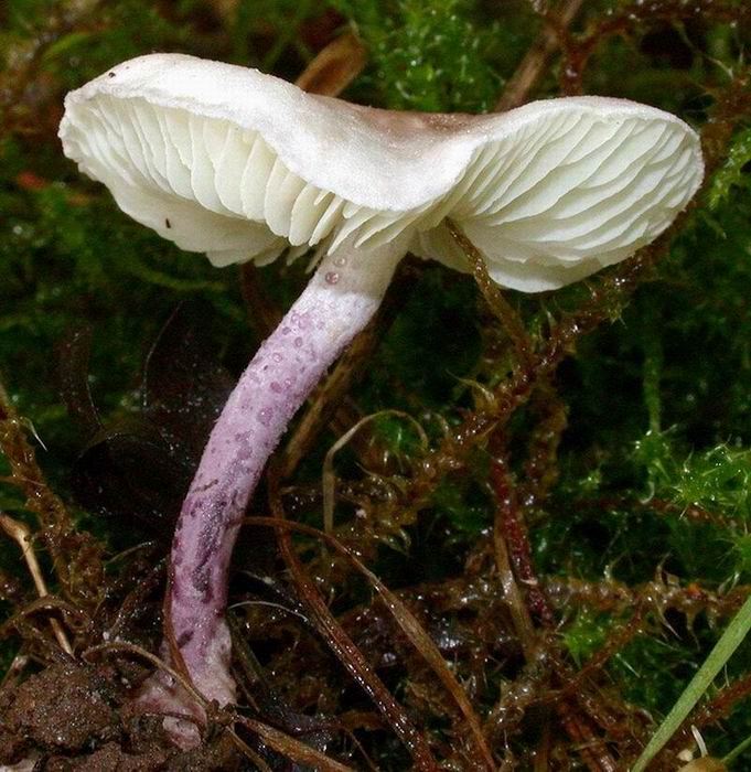 Cystolepiota bucknalii