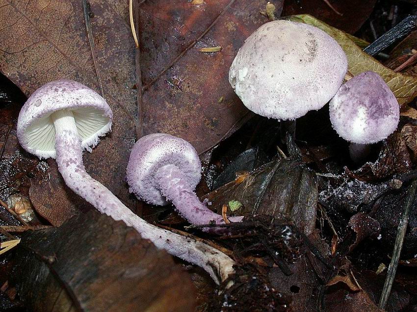 Cystolepiota bucknalii