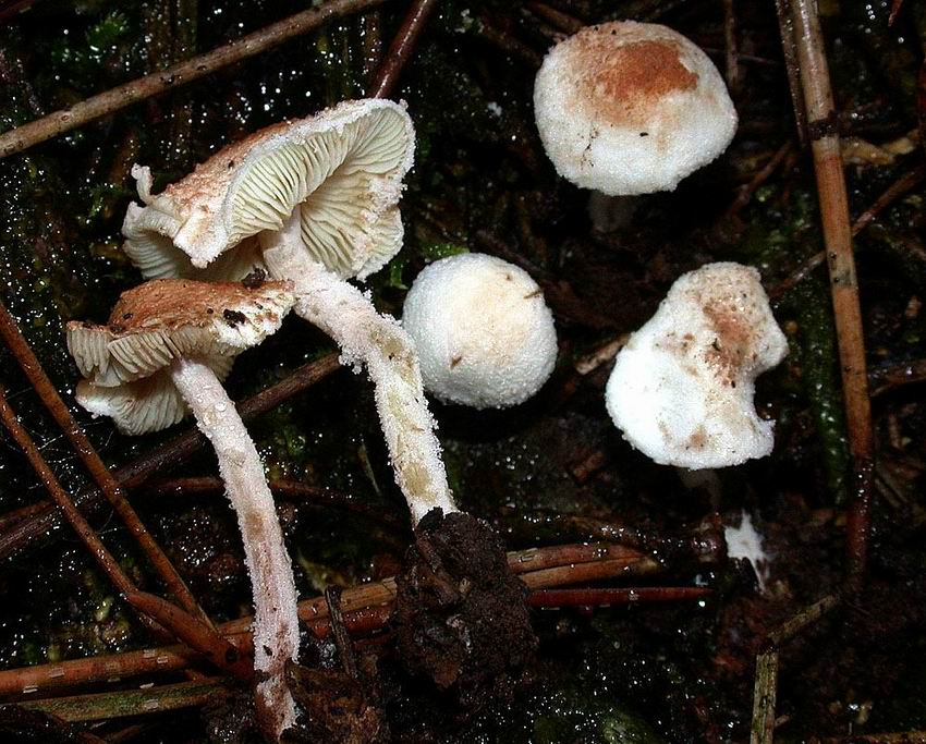 Cystolepiota hetieri