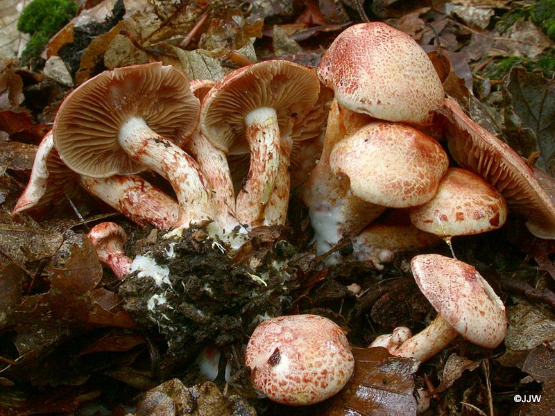 Cortinarius bolaris