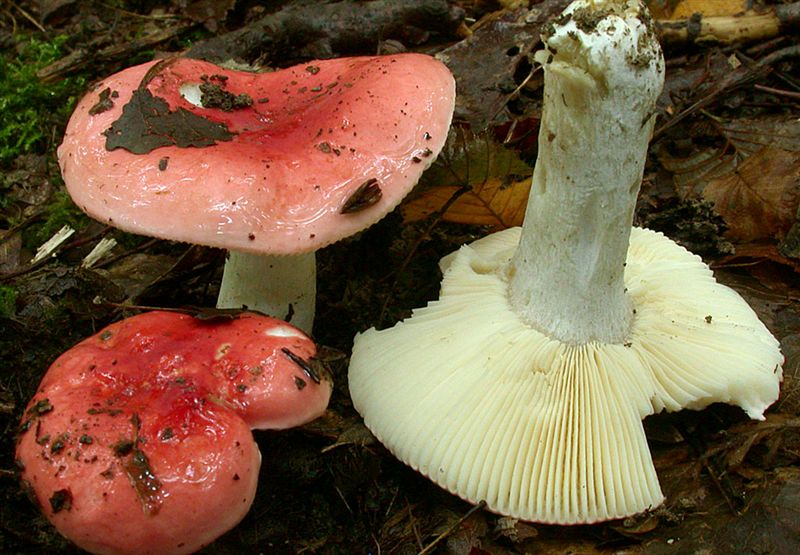 Russula rubra