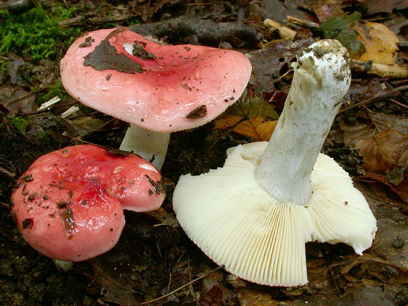 Russula rubra