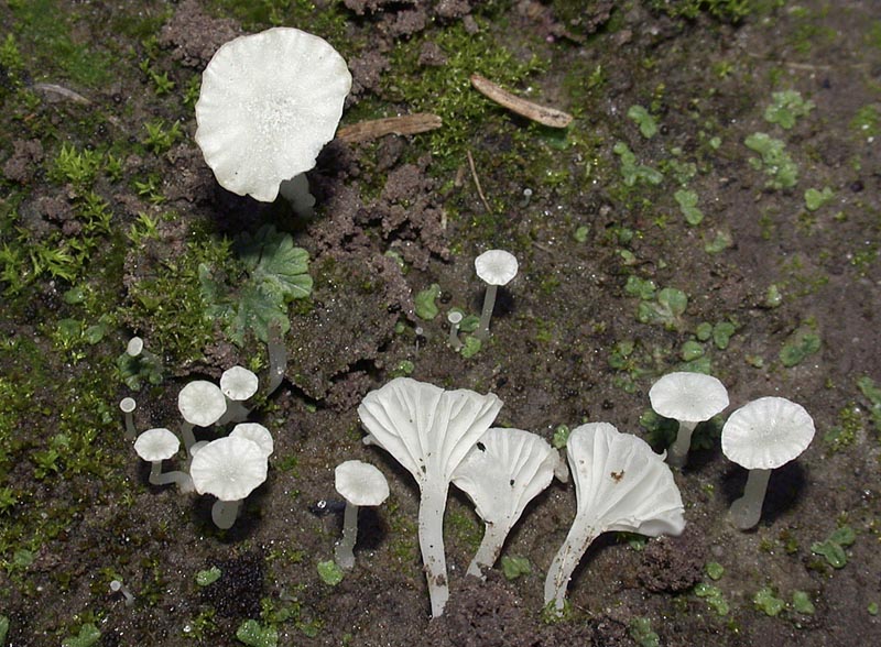 Hemimycena ignobilis