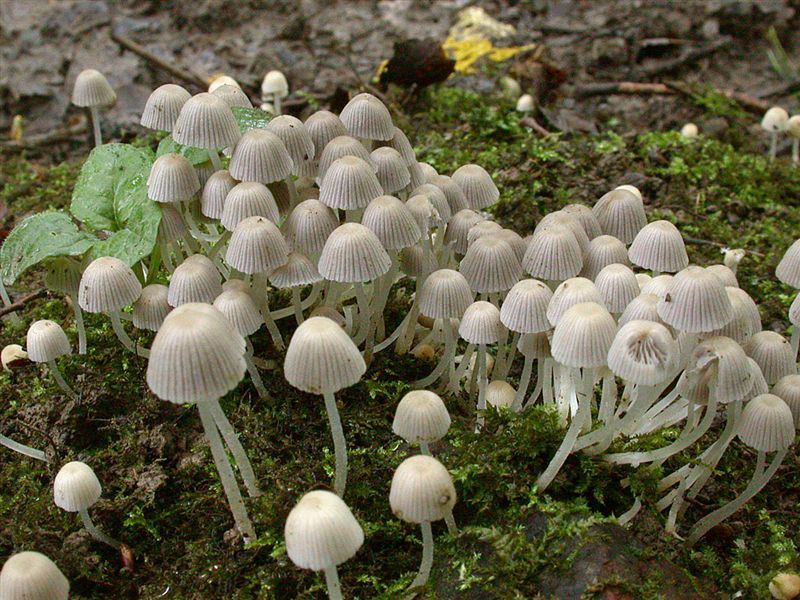 Coprinus disseminatus