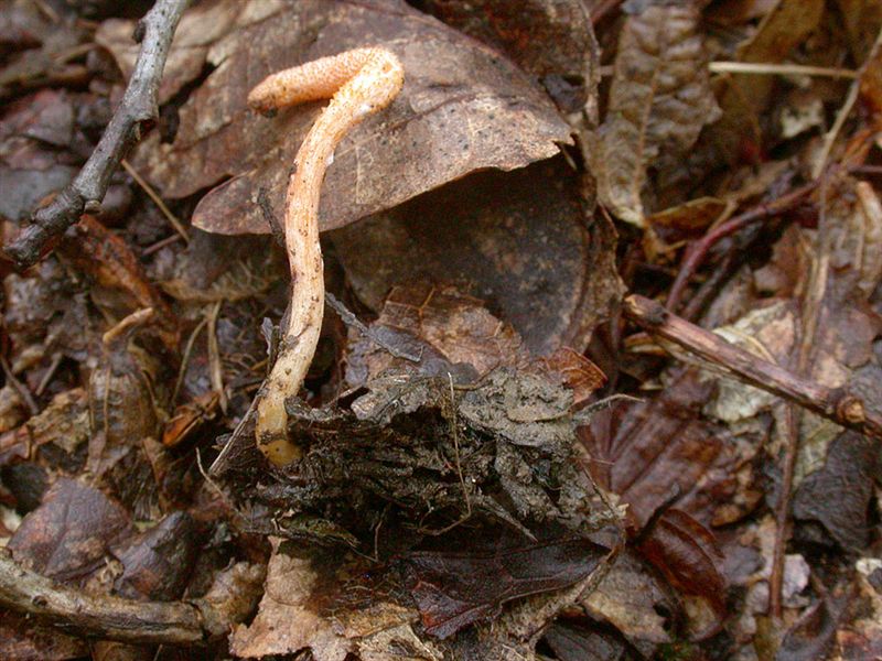 Cordyceps militaris