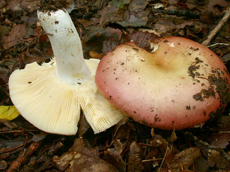 Russula curtipes