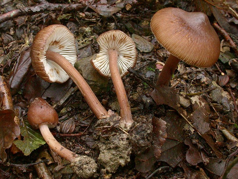 Inocybe asterospora sterile