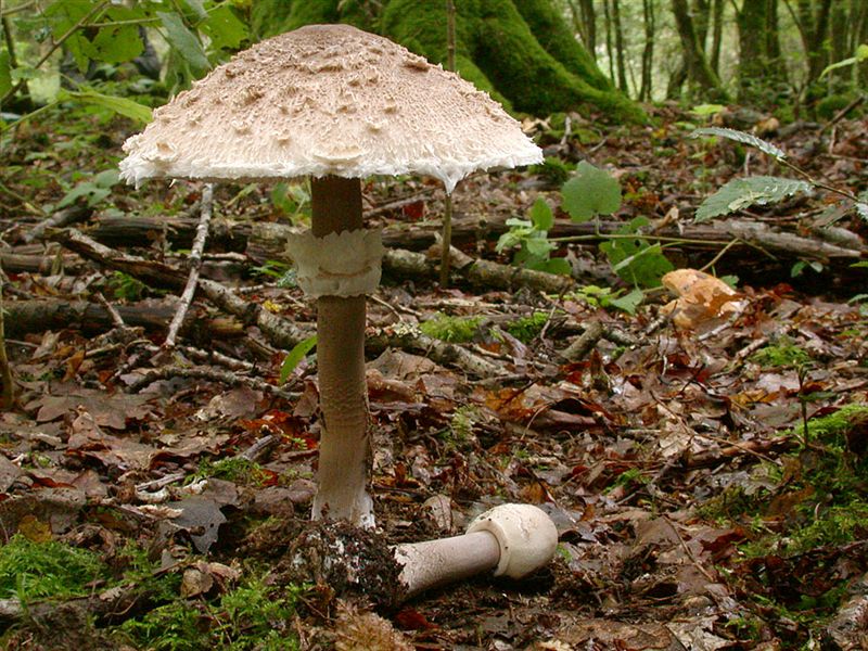 Macrolepiota fuliginosa