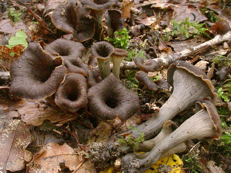 Craterellus cornucopioides