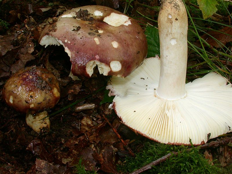 Russula artesiana