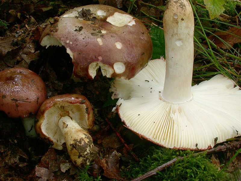 Russula artesiana