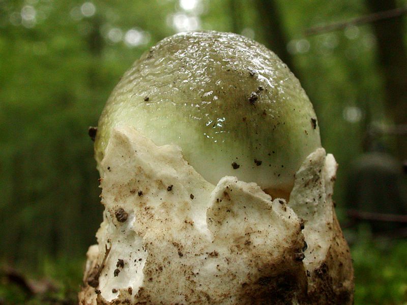 Amanita phalloides