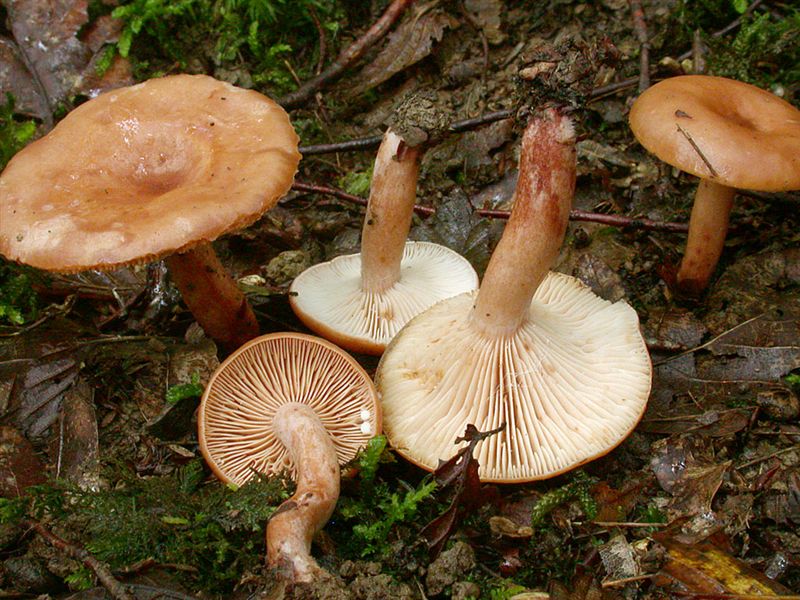 Lactarius decipiens