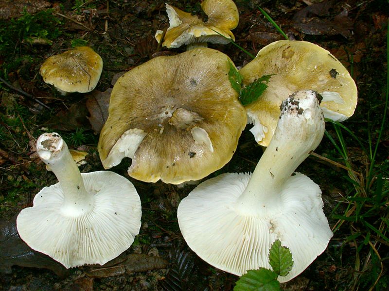 Tricholoma sejunctum