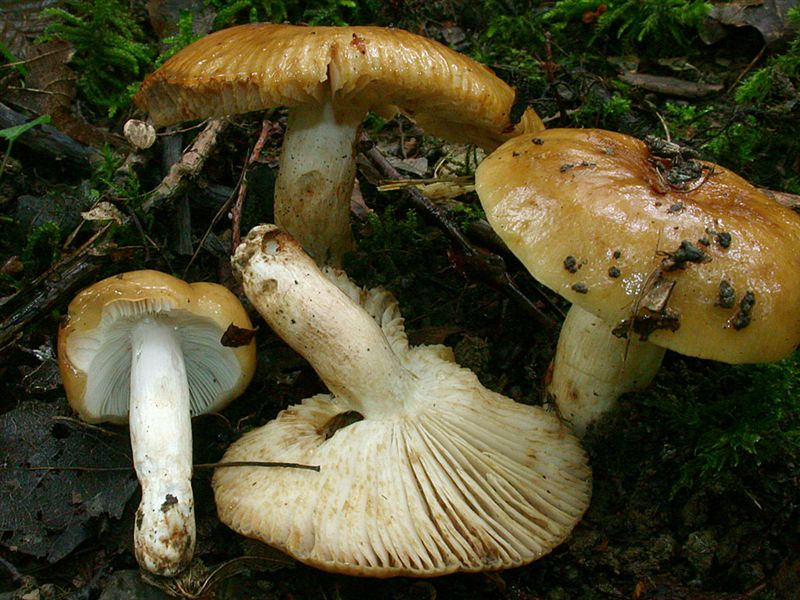 Russula laurocerasi