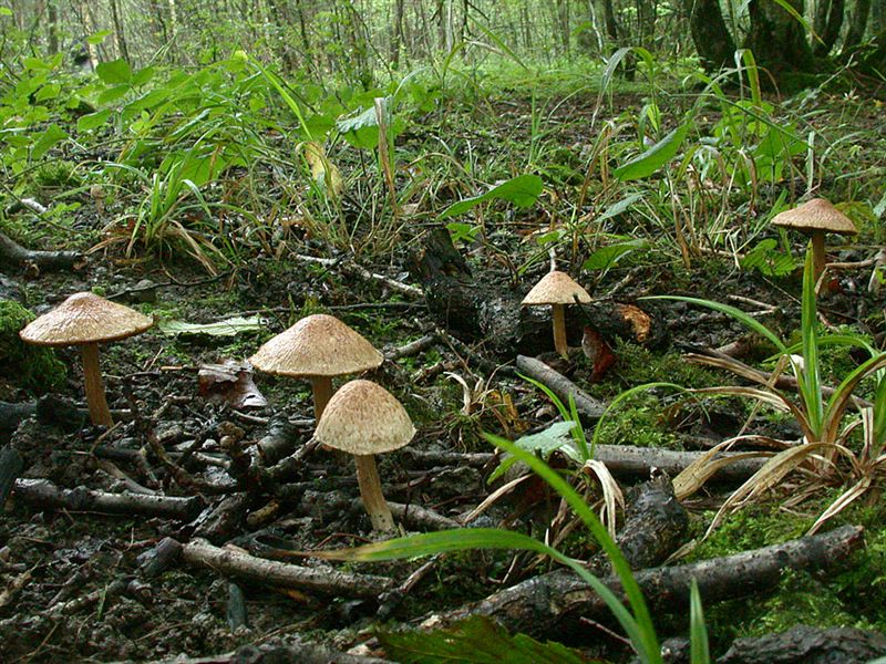 Inocybe bongardii