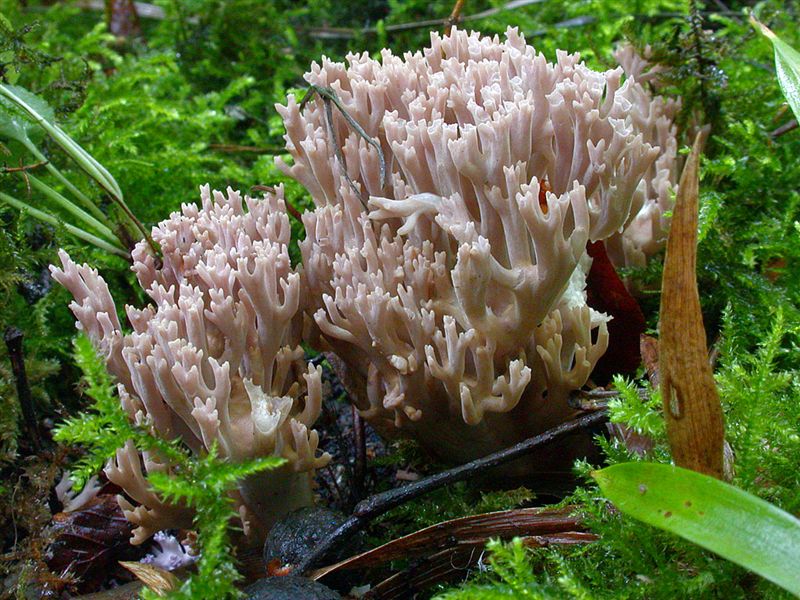 Ramaria fennica v fumigata