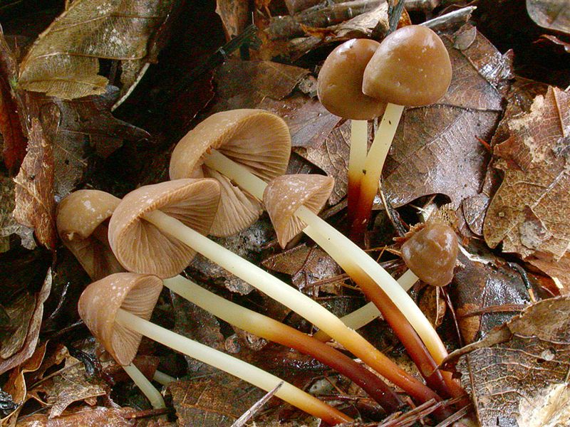 Marasmius cohaerens